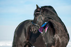 Friesian Horse