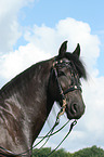 Friesian horse portrait