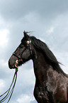 Friesian horse portrait