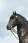 Friesian horse portrait