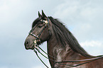 Friesian horse portrait