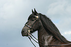 Friesian horse portrait