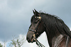 Friesian horse portrait