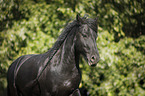 Friesian Horse Portrait