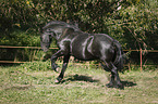 running Friesian Horse