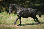 running Friesian Horse