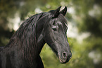 old Friesian mare