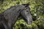 old Friesian mare