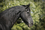 old Friesian mare