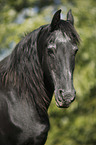 old Friesian mare