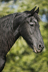 old Friesian mare