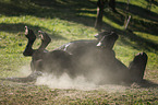 wallowing Friesian Horse