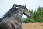 Friesian Horse Portrait