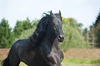 Friesian Horse Portrait