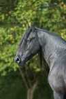 Friesian Horse Portrait