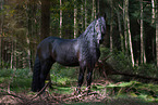 Friesian Horse