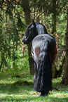 Friesian Horse