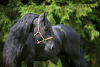 Friesian Horse Portrait