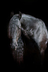 Friesian Horse Portrait