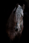 Friesian Horse Portrait