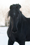 Friesian Horse Portrait