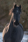 Friesian Horse Portrait