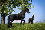 Friesian Horses