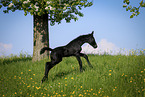 Friesian Horse Foal