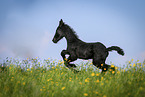Friesian Horse Foal
