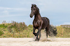 trotting Friesian horse