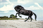 galloping Friesian horse