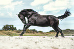 galloping Friesian horse