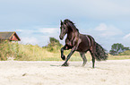 galloping Friesian horse