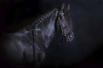 Friesian Horse portrait