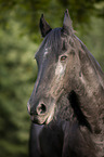 Friesian Horse portrait