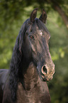 Friesian Horse portrait