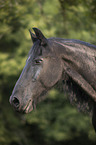 Friesian Horse portrait