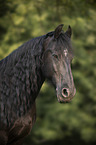 Friesian Horse portrait