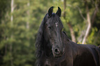 Friesian Horse portrait