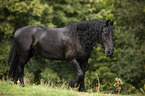 walking Friesian Horse