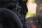 Friesian Horse