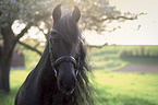 Friesian Horse portrait