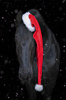 Friesian Horse portrait