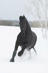 galloping Friesian Horse