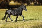 trotting Friesian Horse