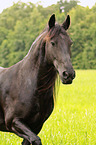 Frisian Horse