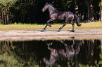 running Frisian Horse