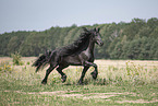 trotting Friesian stallion