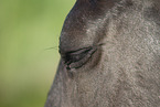 Friesian eye