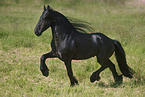 trotting Friesian horse